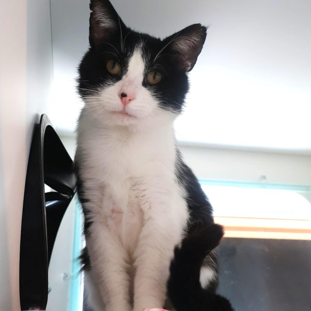 Enlarge Marvin, a Adoptable Domestic Short Hair in Saint Charles, MO image 1/6