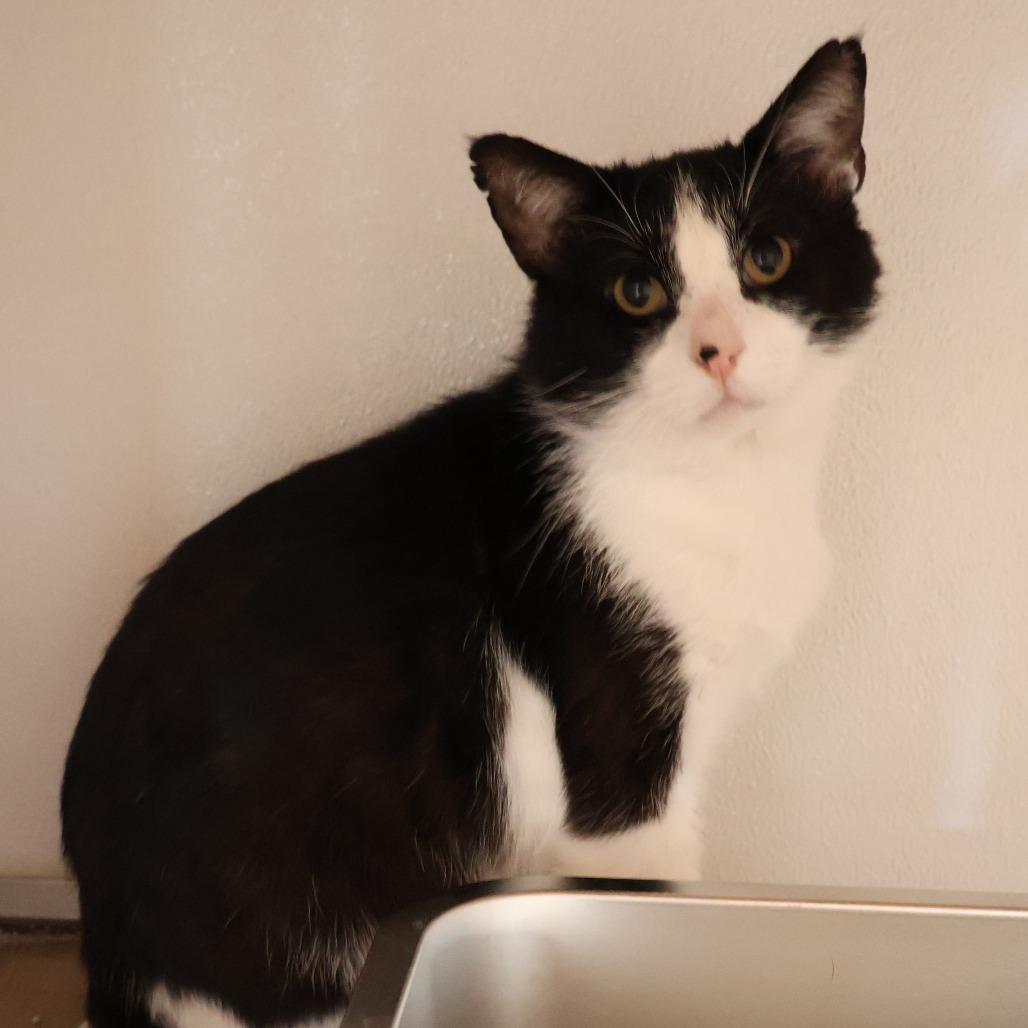 Enlarge Marvin, a Adoptable Domestic Short Hair in Saint Charles, MO image 2/6