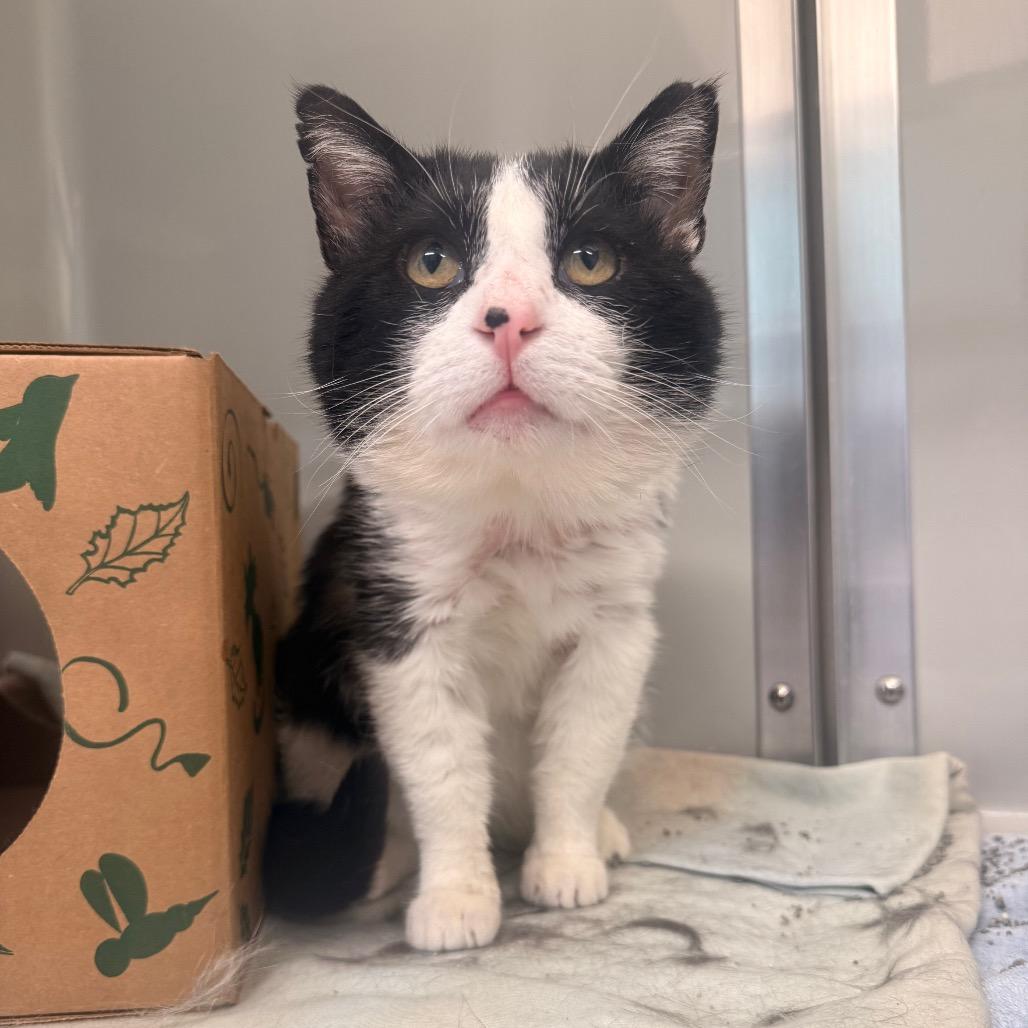 Enlarge Marvin, a Adoptable Domestic Short Hair in Saint Charles, MO image 3/6