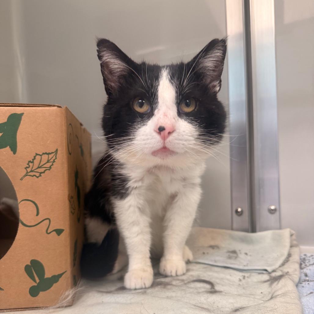 Enlarge Marvin, a Adoptable Domestic Short Hair in Saint Charles, MO image 4/6
