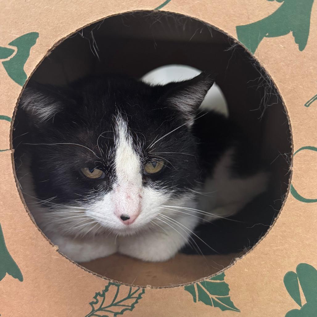 Enlarge Marvin, a Adoptable Domestic Short Hair in Saint Charles, MO image 5/6