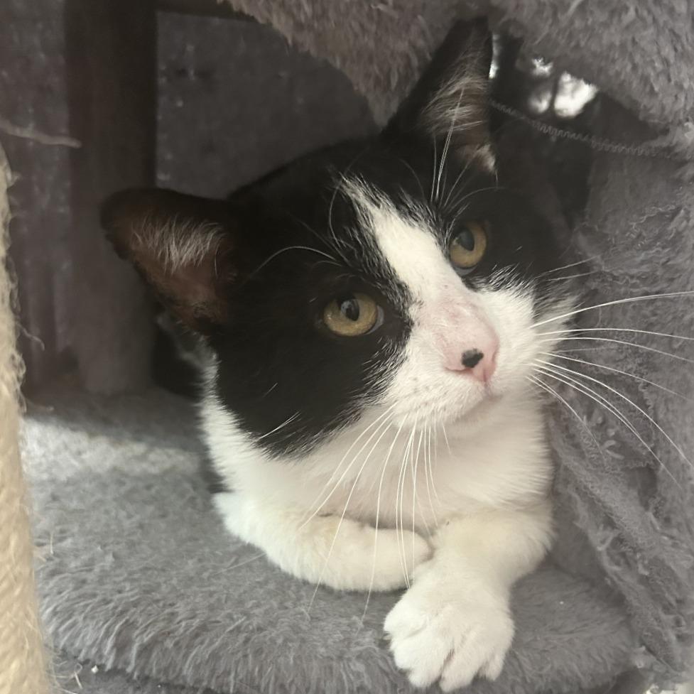 Enlarge Marvin, a Adoptable Domestic Short Hair in Saint Charles, MO image 6/6