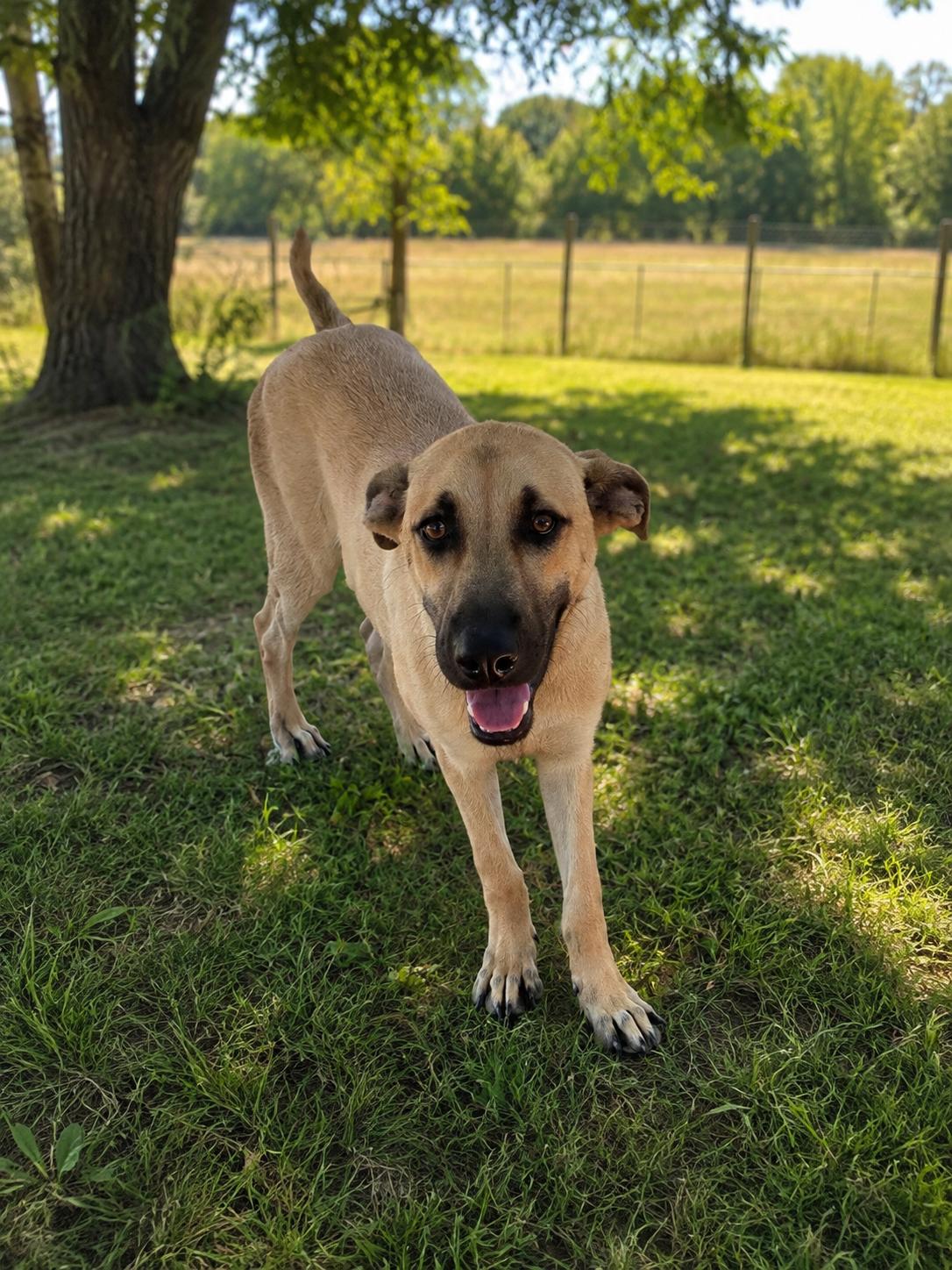 Enlarge Sasha, a Adoptable mixed breed in Mexia, TX image 1/1