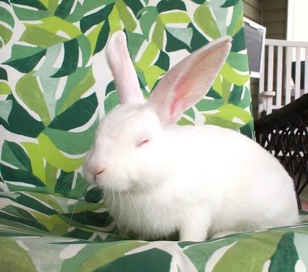 Enlarge Luigi, a ADOPTABLE American in Hillside, NJ image 2/4