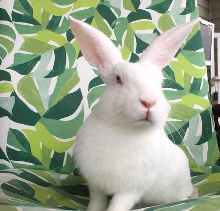 Enlarge Luigi, a ADOPTABLE American in Hillside, NJ image 1/4