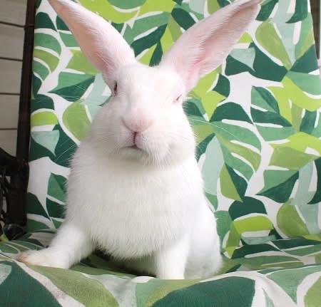 Enlarge Luigi, a ADOPTABLE American in Hillside, NJ image 3/4