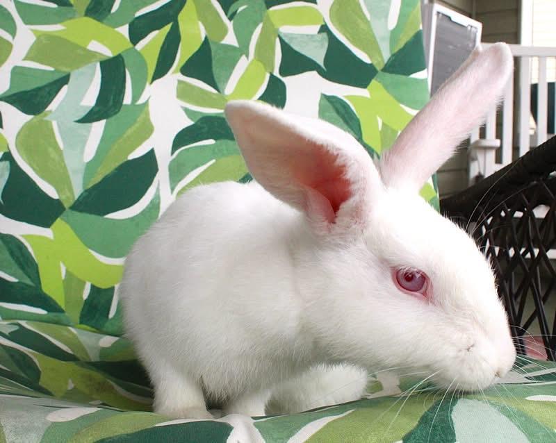 Enlarge Luigi, a ADOPTABLE American in Hillside, NJ image 4/4