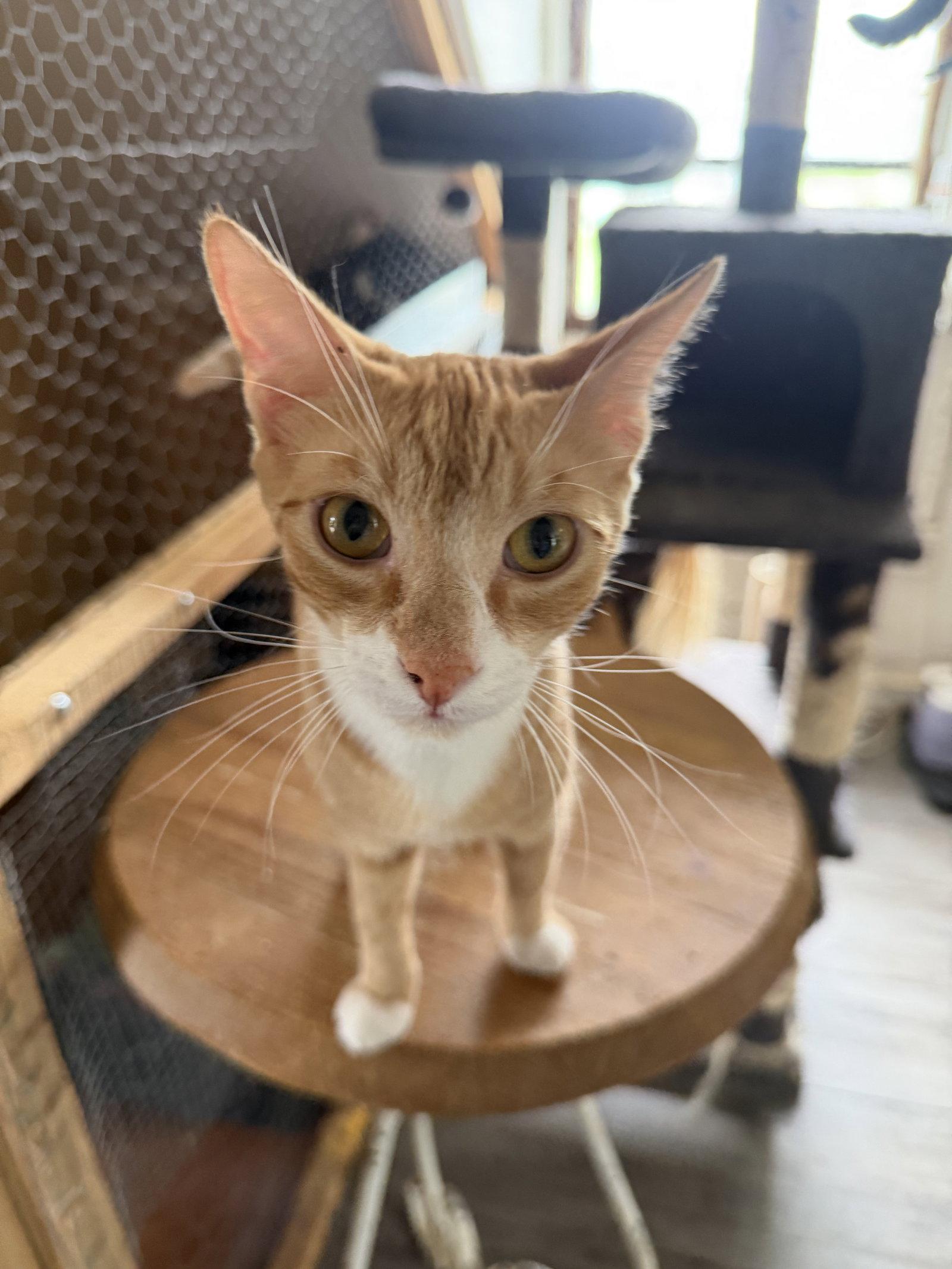 Julius, Adopted, Kitten Male Domestic Short Hair.