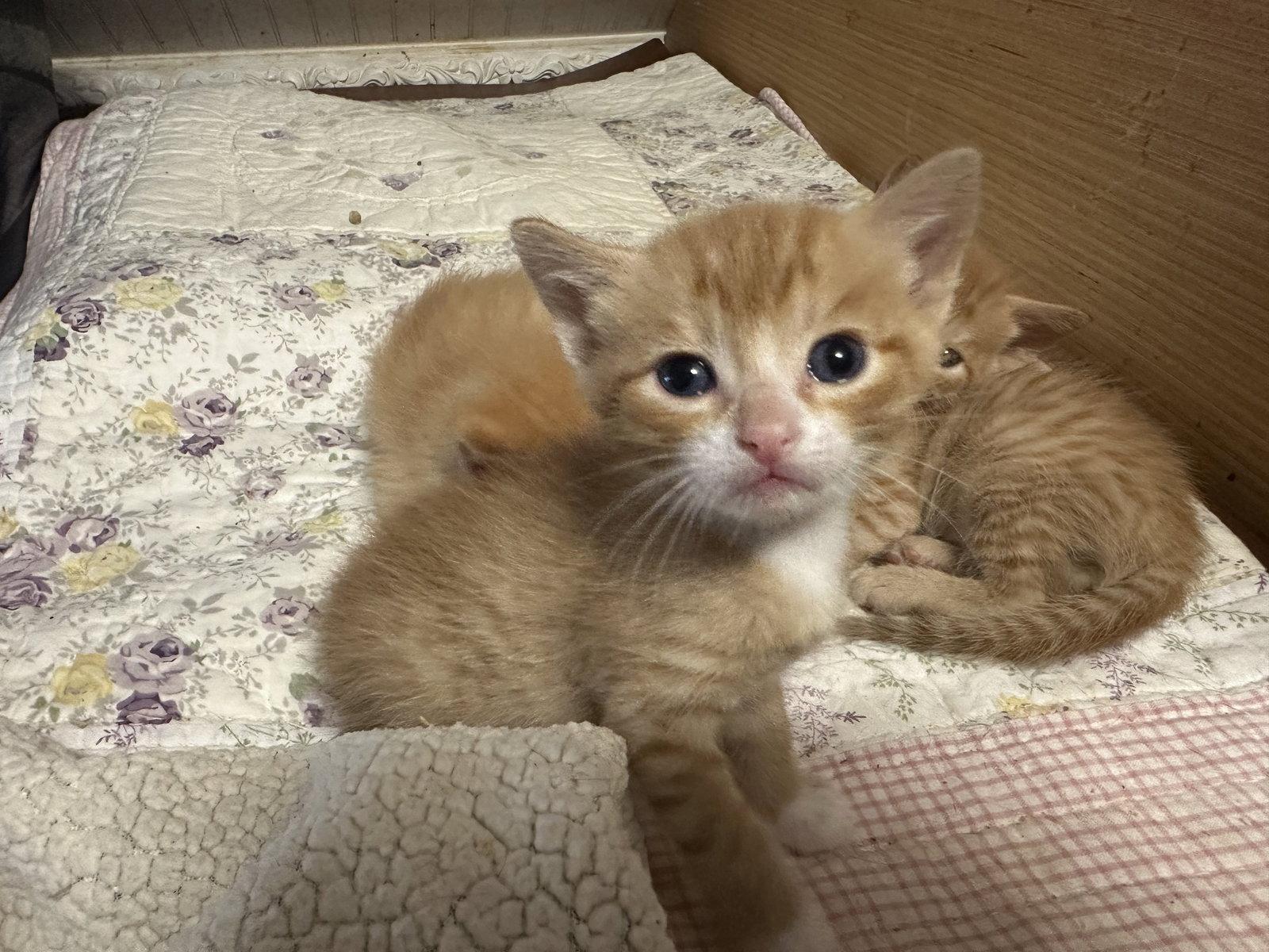 Julius, Adopted, Kitten Male Domestic Short Hair.