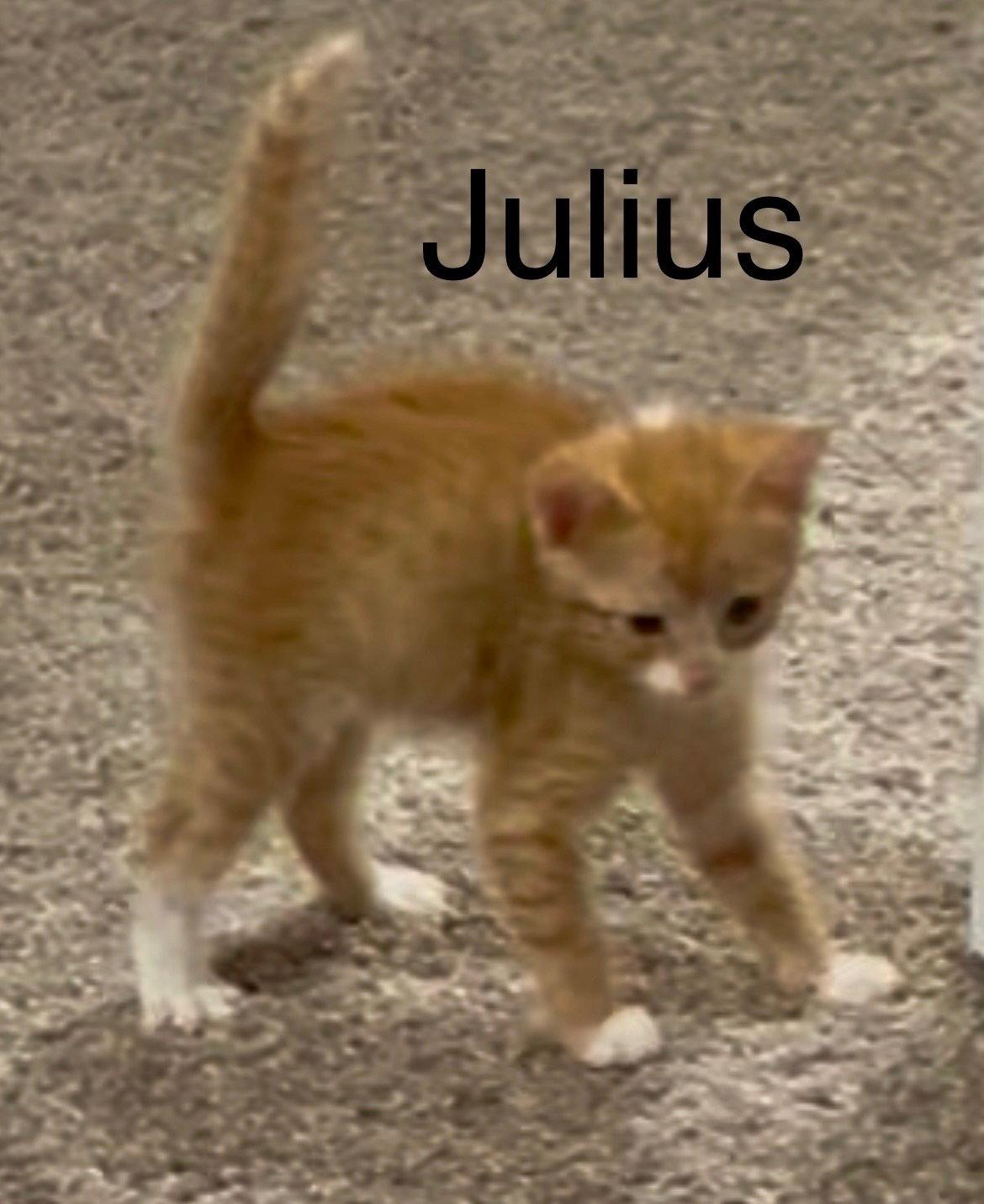 Enlarge Julius, a Adopted Domestic Short Hair in Winter Garden, FL image 2/3