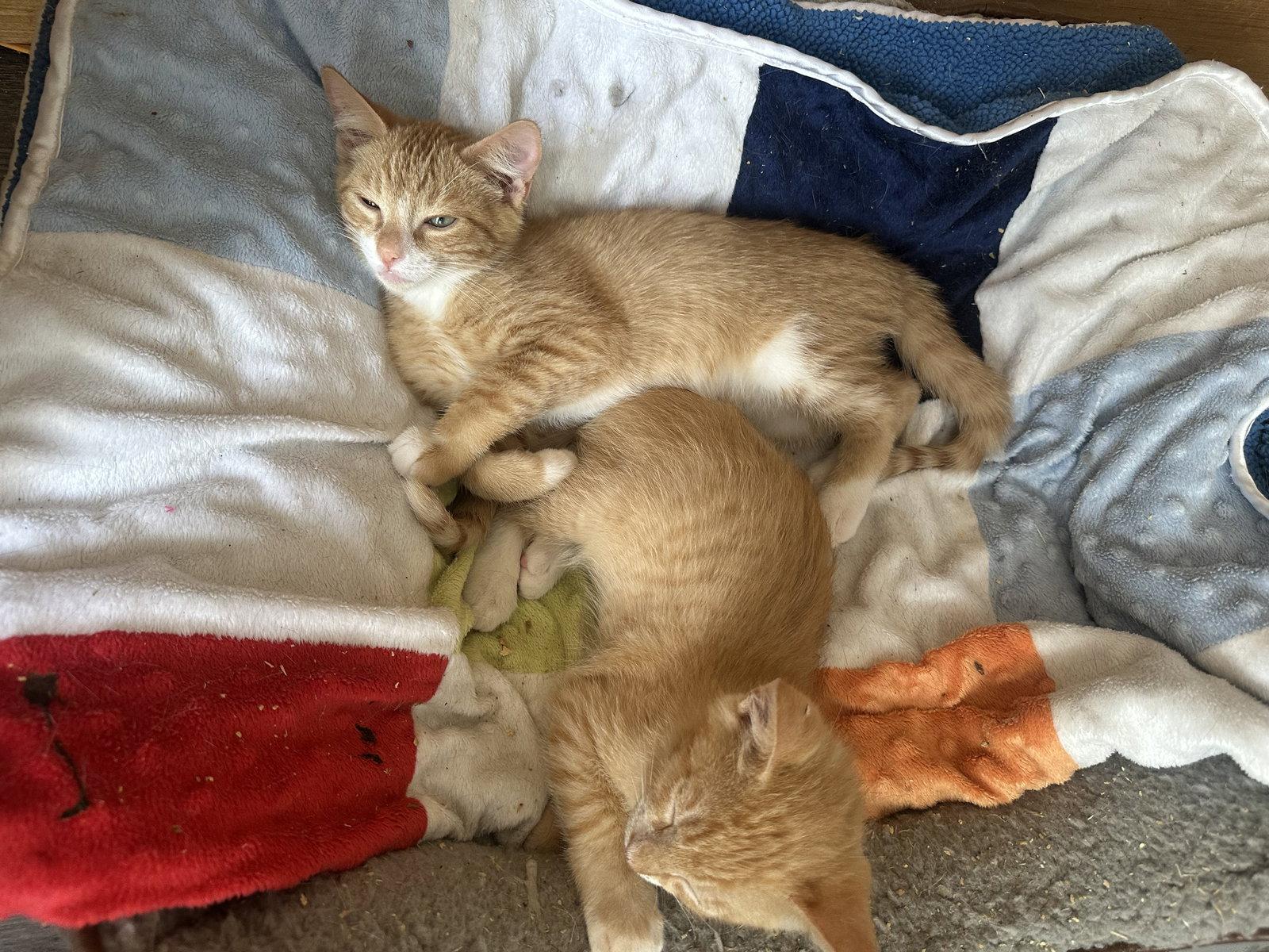 Enlarge Julius, a Adopted Domestic Short Hair in Winter Garden, FL image 3/3