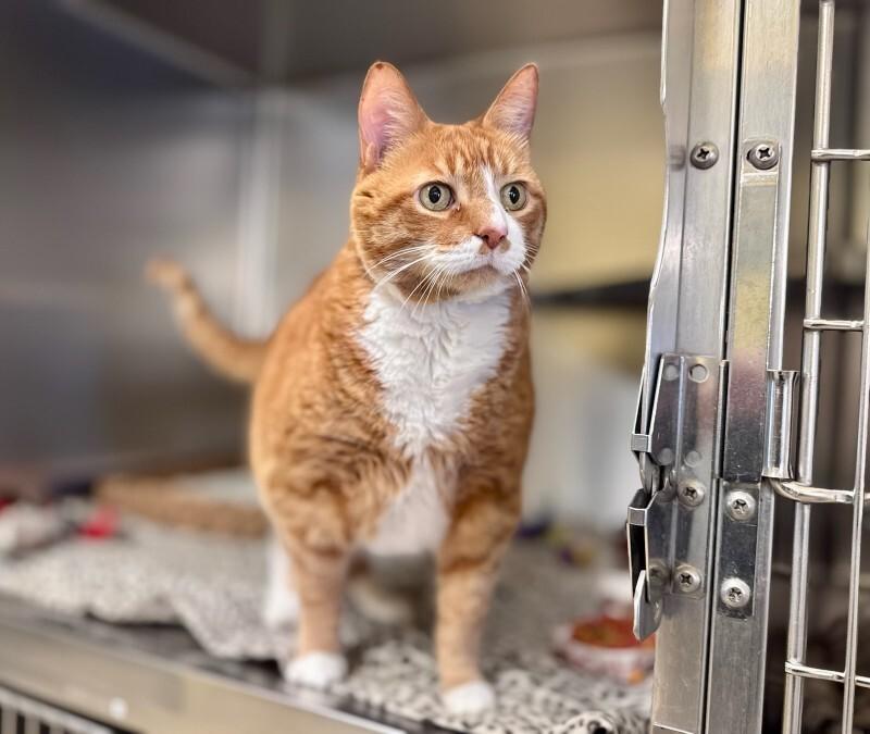 Enlarge Garfield, a Adoptable Domestic Short Hair in Wooster, OH image 1/2