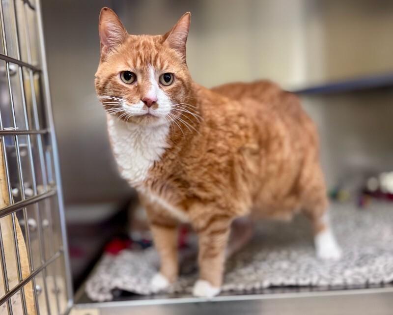 Enlarge Garfield, a Adoptable Domestic Short Hair in Wooster, OH image 2/2