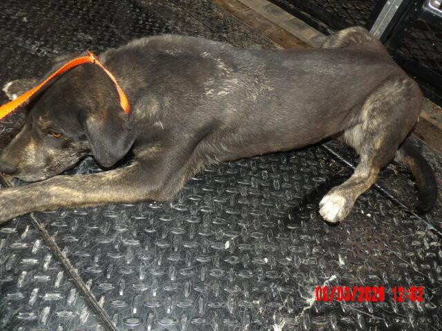 Huey, Adoptable, Puppy Male Mixed Breed.