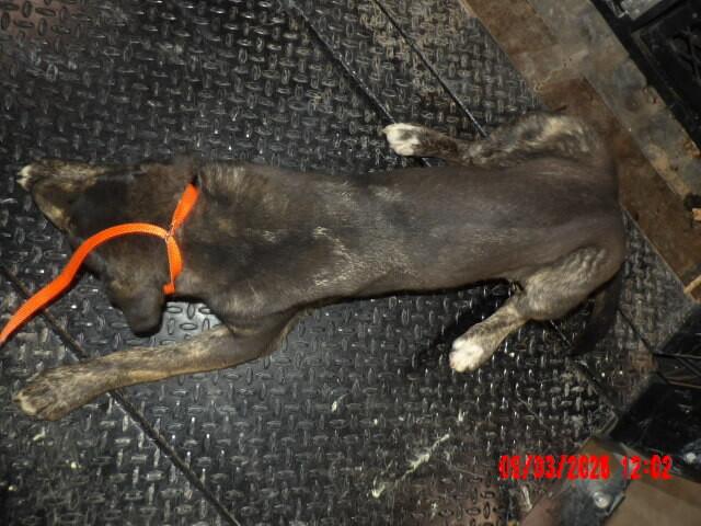 Enlarge Huey, a Adoptable Mixed Breed in Hobbs, NM image 2/6