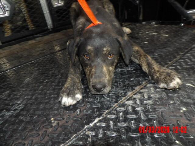 Enlarge Huey, a Adoptable Mixed Breed in Hobbs, NM image 3/6