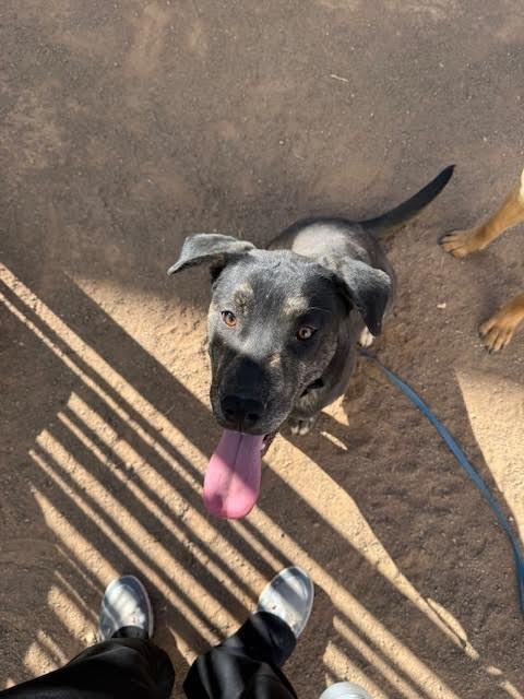 Enlarge Huey, a Adoptable Mixed Breed in Hobbs, NM image 4/6