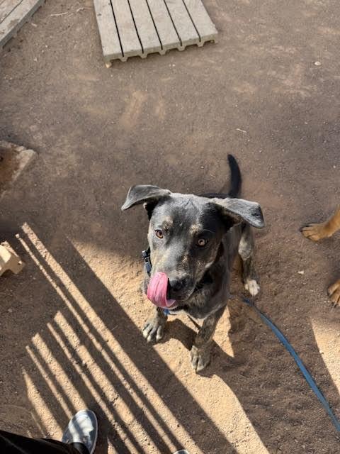 Enlarge Huey, a Adoptable Mixed Breed in Hobbs, NM image 5/6
