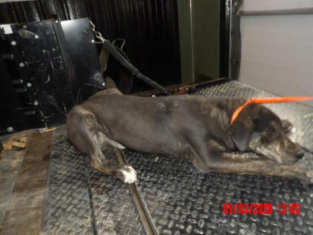 Enlarge Huey, a Adoptable Mixed Breed in Hobbs, NM image 6/6