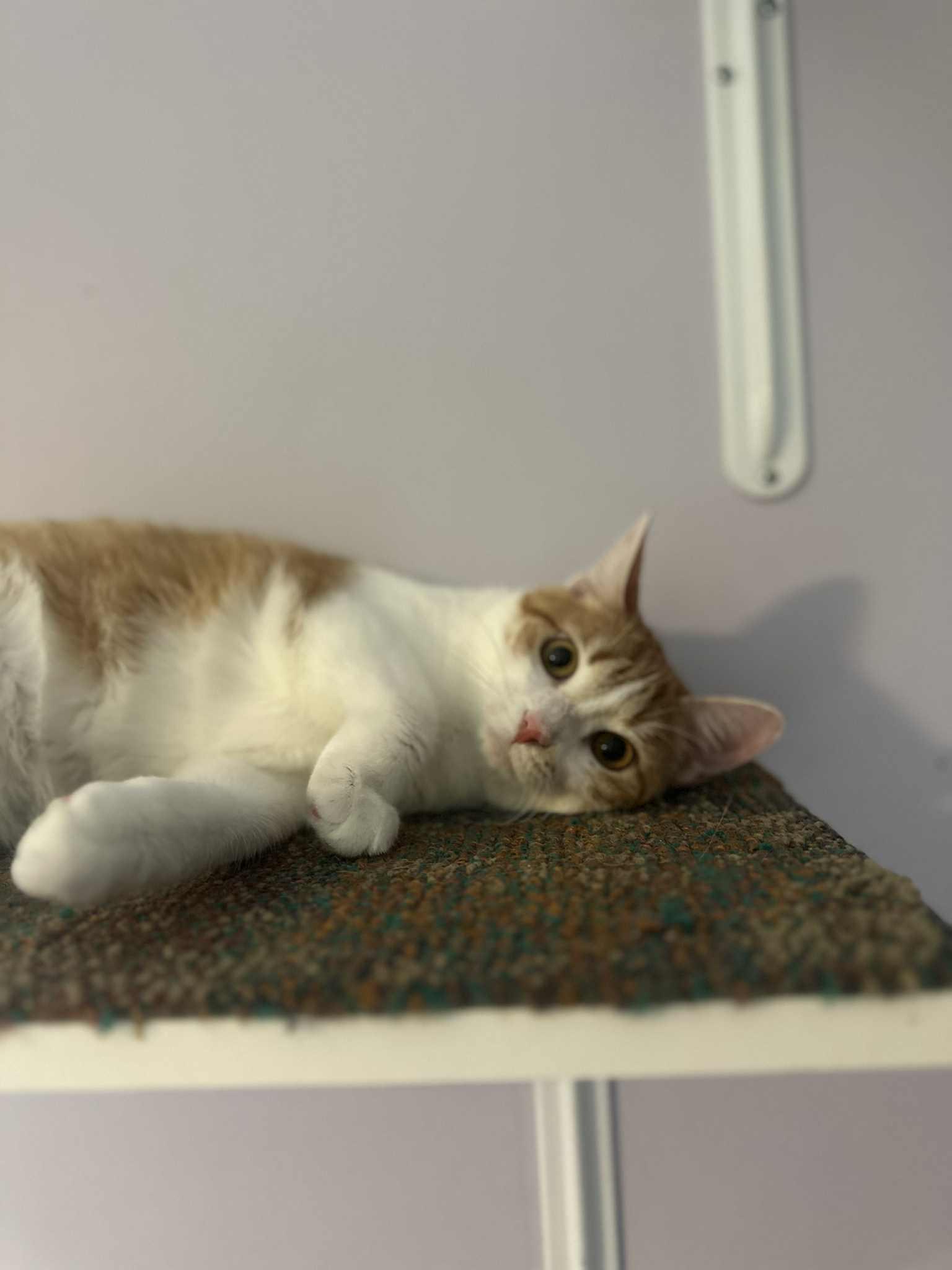 Herrera the survivor!, Adoptable, Young Female Tabby & Domestic Short Hair.