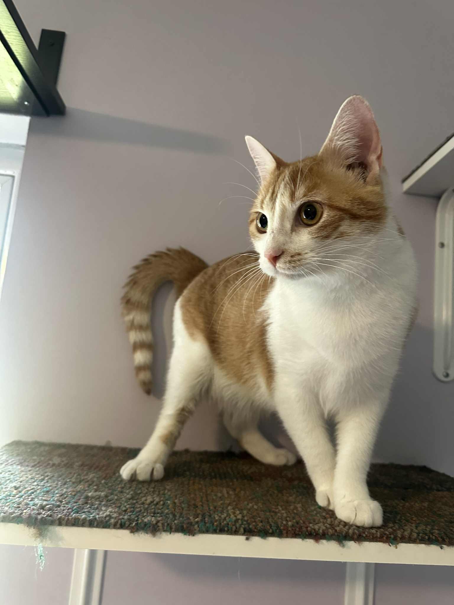 Herrera the survivor!, a Adoptable mixed breed in Cincinnati, OH image 2/3