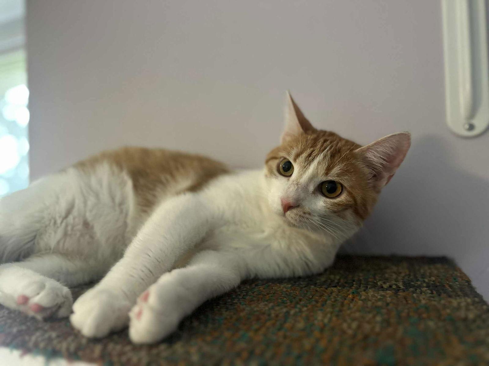 Herrera the survivor!, a Adoptable mixed breed in Cincinnati, OH image 3/3