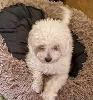 Willow, a Adopted Bichon Frise in North Tonawanda, NY image 1/2