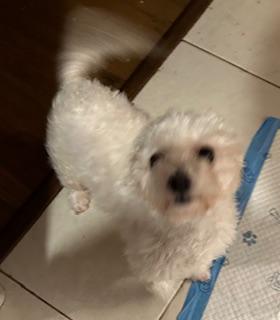 Willow, Adopted, Young Female Bichon Frise.