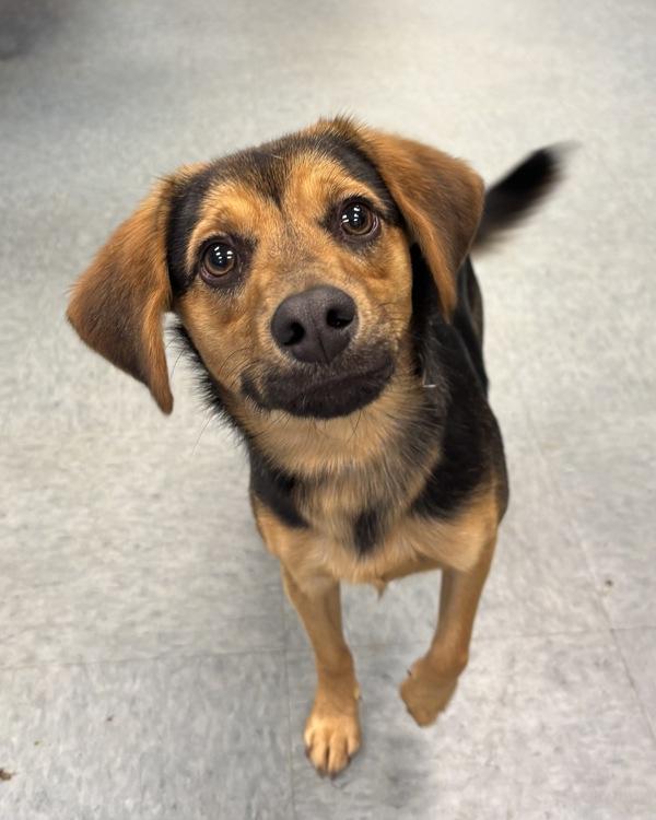 Stout Beer Bread, Adoptable, Young Male Hound.