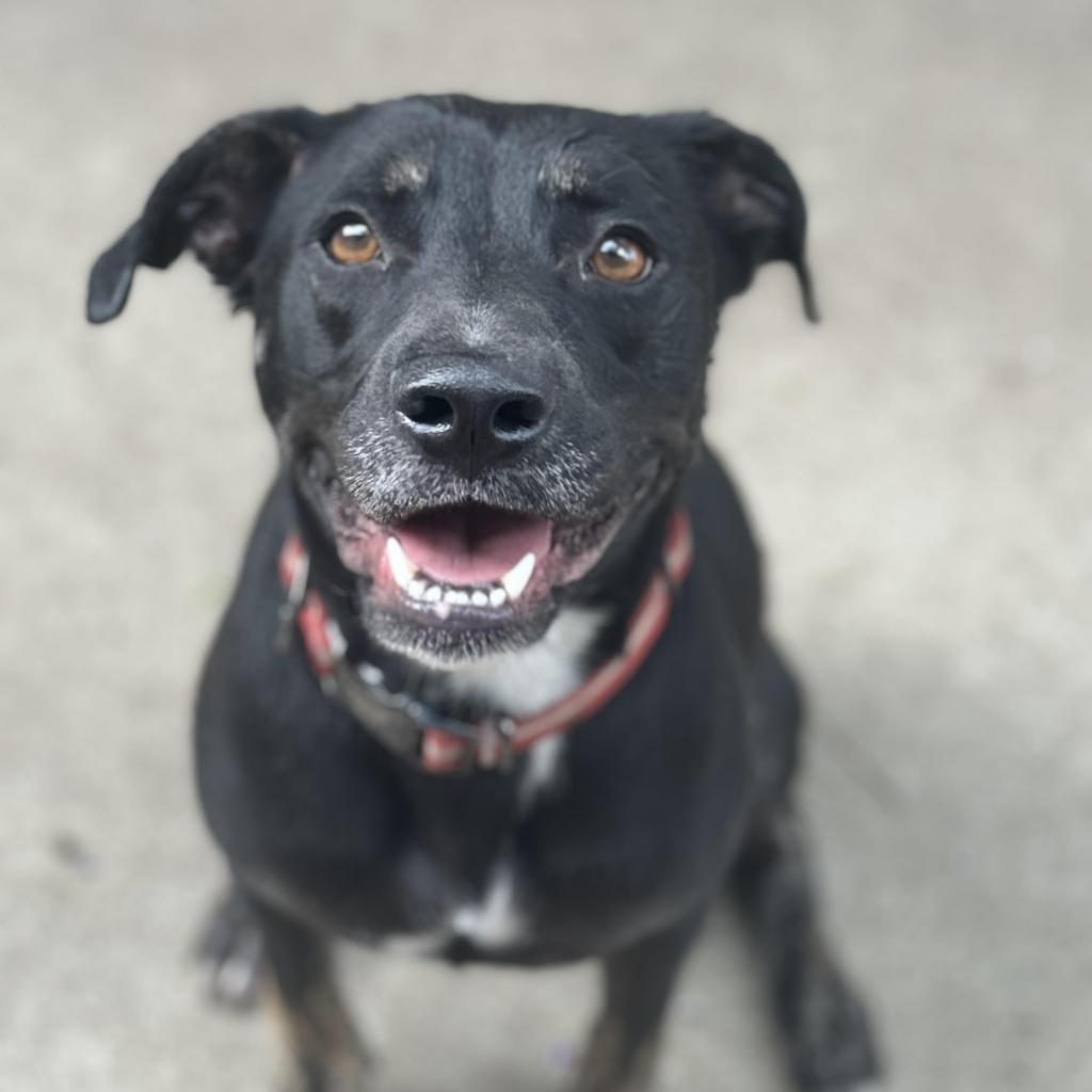 Beauty, a Adoptable mixed breed in Tomball, TX image 1/6