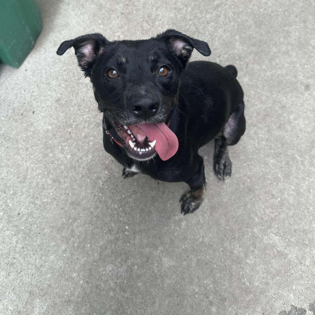 Beauty, a Adoptable mixed breed in Tomball, TX image 2/6