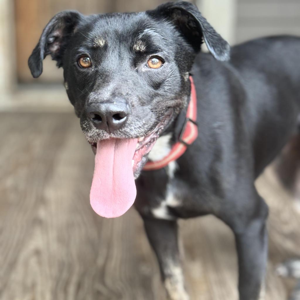 Beauty, a Adoptable mixed breed in Tomball, TX image 3/6