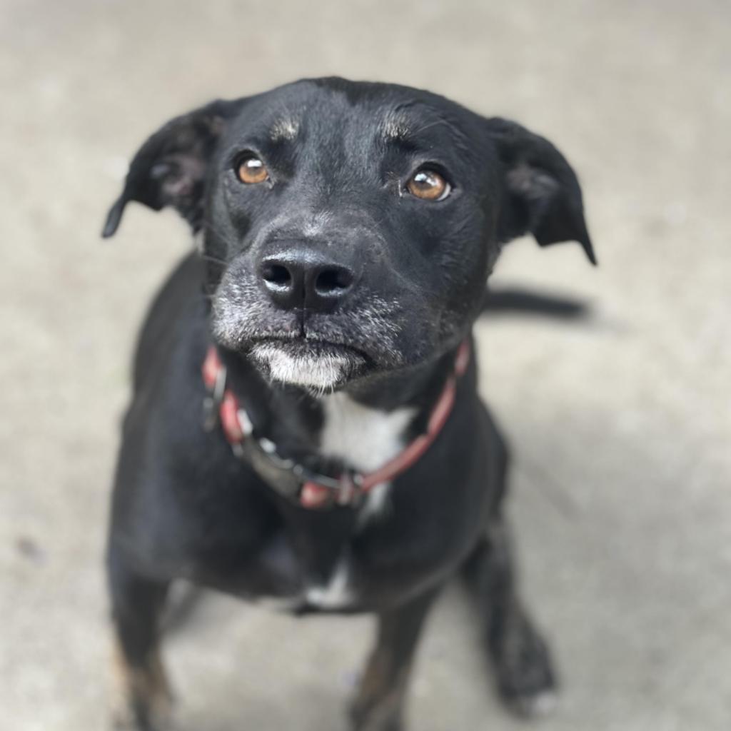 Beauty, a Adoptable mixed breed in Tomball, TX image 4/6