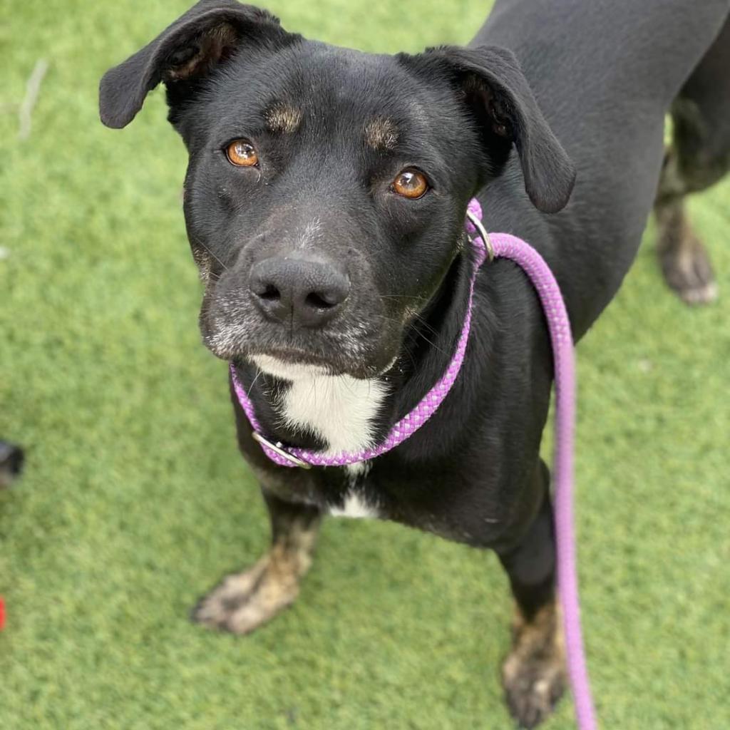 Beauty, a Adoptable mixed breed in Tomball, TX image 5/6