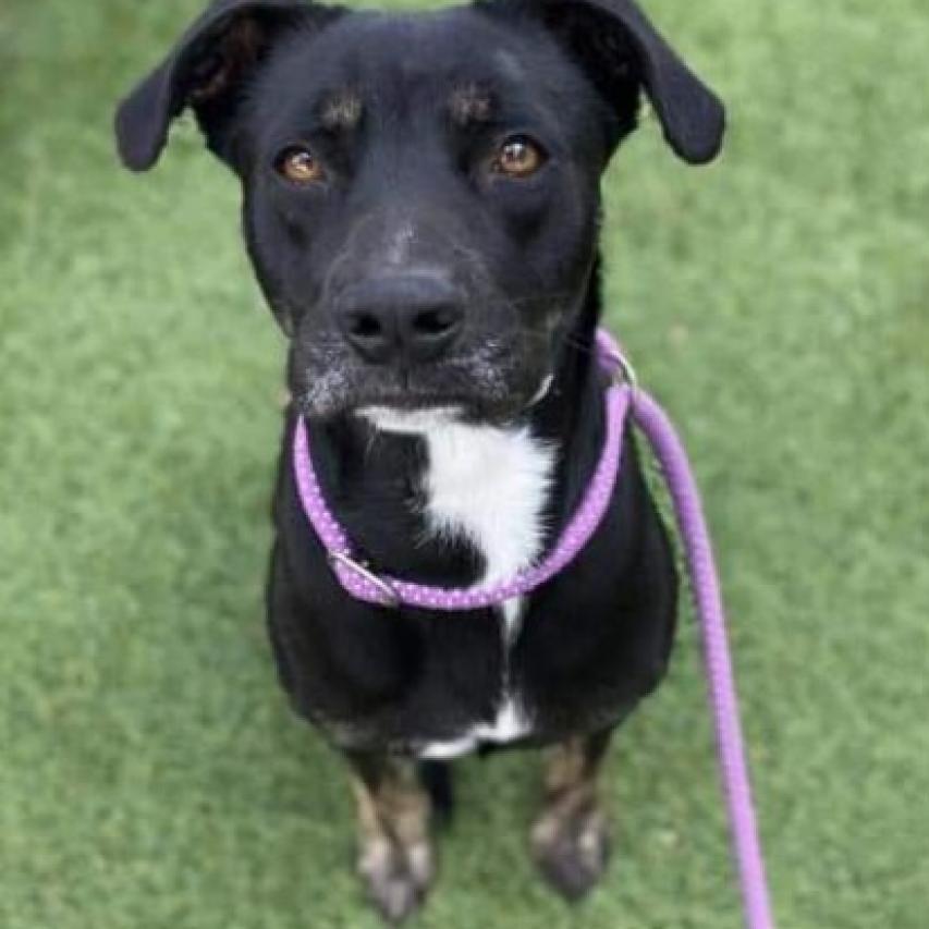 Beauty, a Adoptable mixed breed in Tomball, TX image 6/6