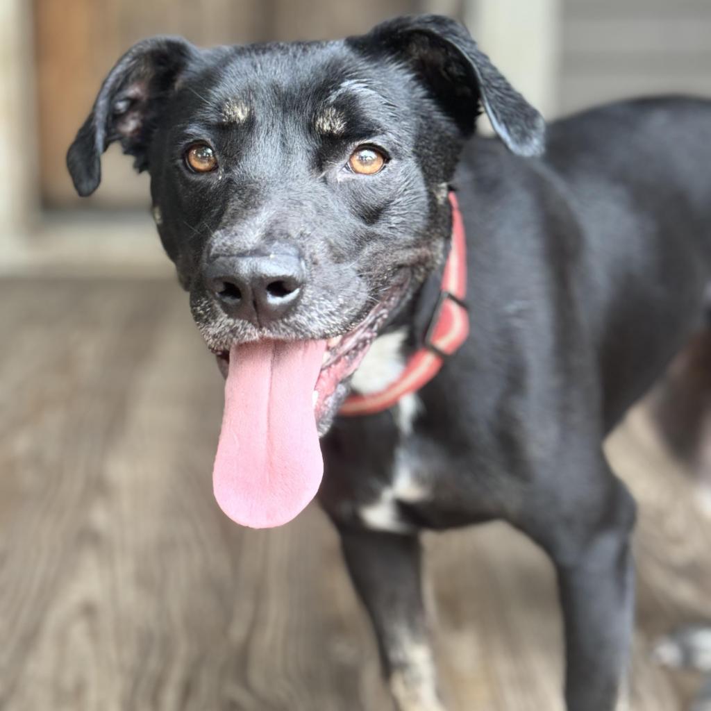 Enlarge Beauty, a Adoptable mixed breed in Tomball, TX image 6/6