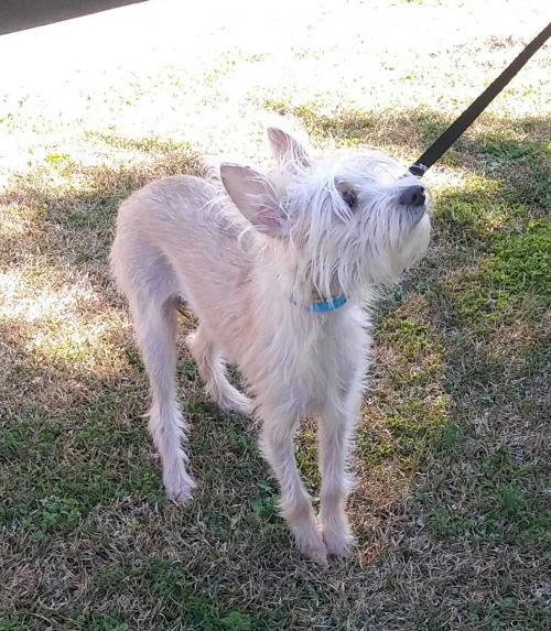 Bailey 2, a Adoptable mixed breed image 2/8