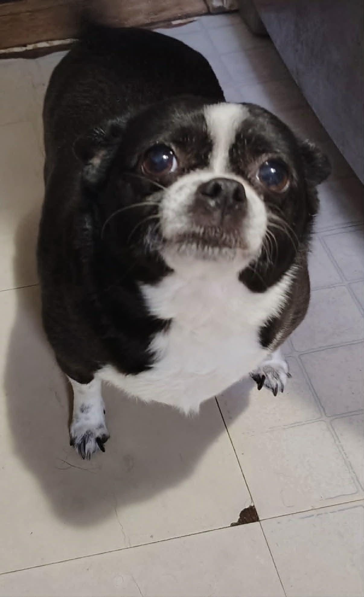 Enlarge Courtesy Post - Baylor, an adopted mixed breed in Vernon, CT image 1/2