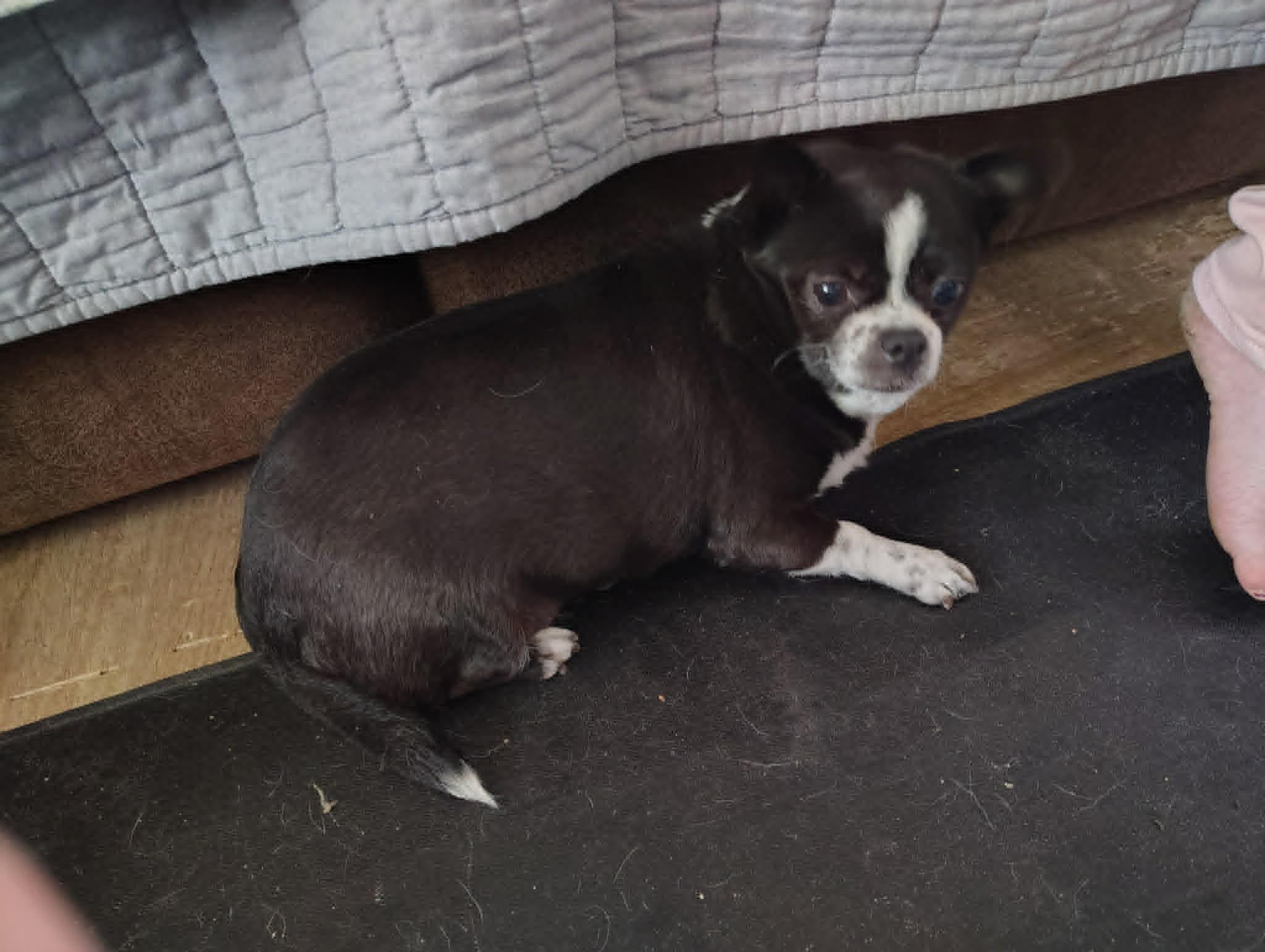 Enlarge Courtesy Post - Baylor, an adopted mixed breed in Vernon, CT image 2/2