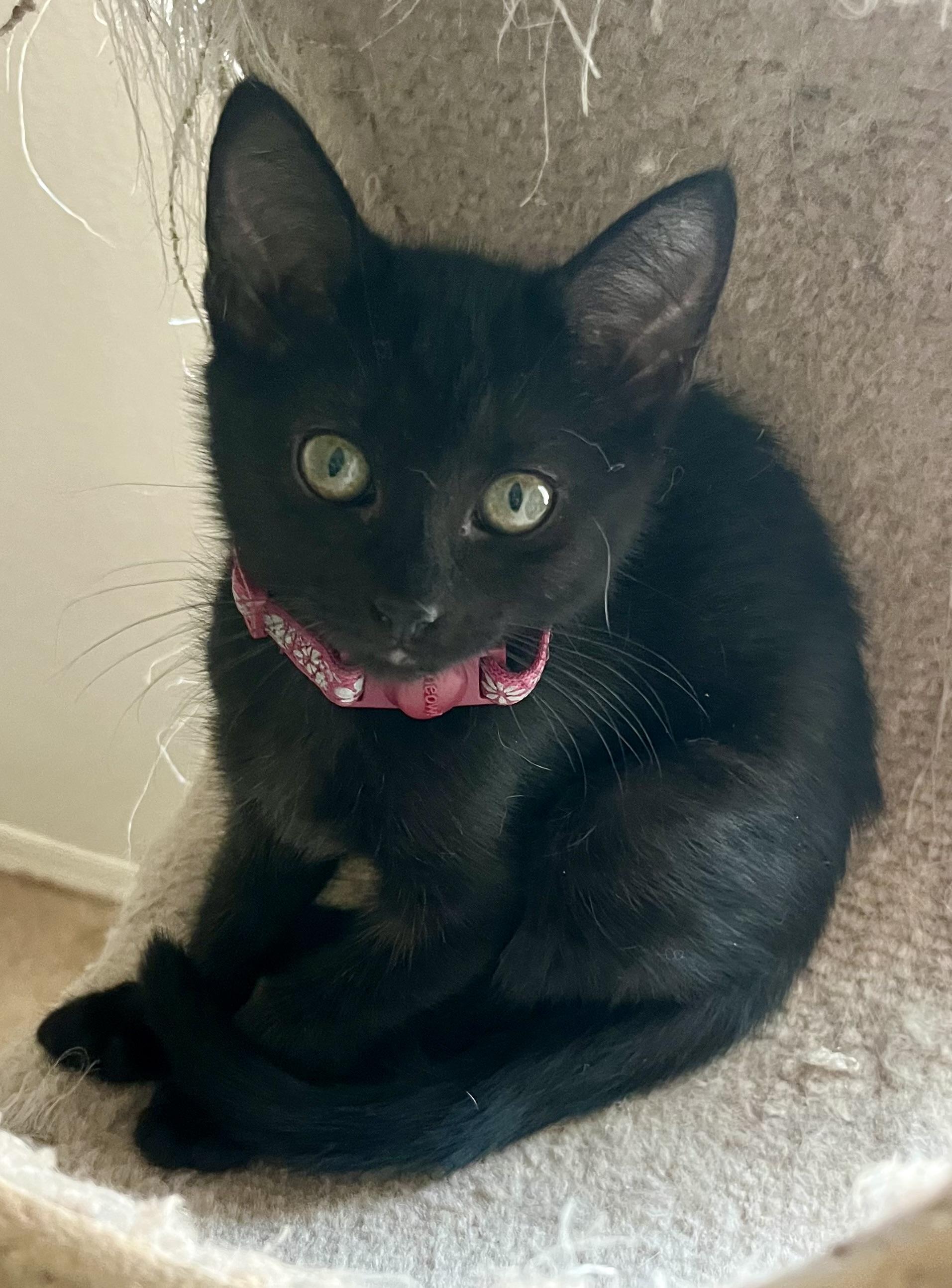 Lola, a ADOPTABLE Domestic Short Hair in Lancaster, CA image 2/6