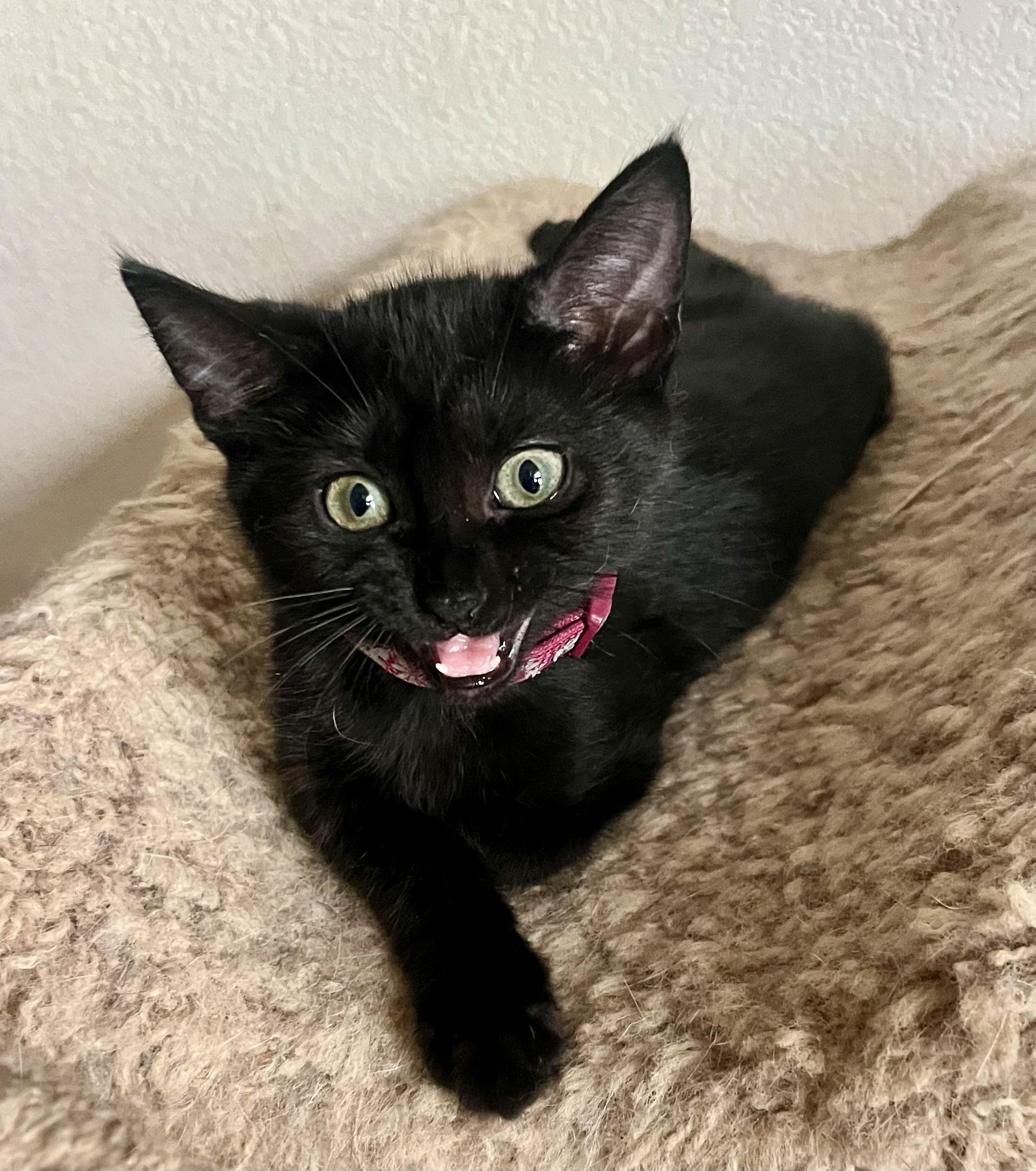 Lola, a ADOPTABLE Domestic Short Hair in Lancaster, CA image 3/6