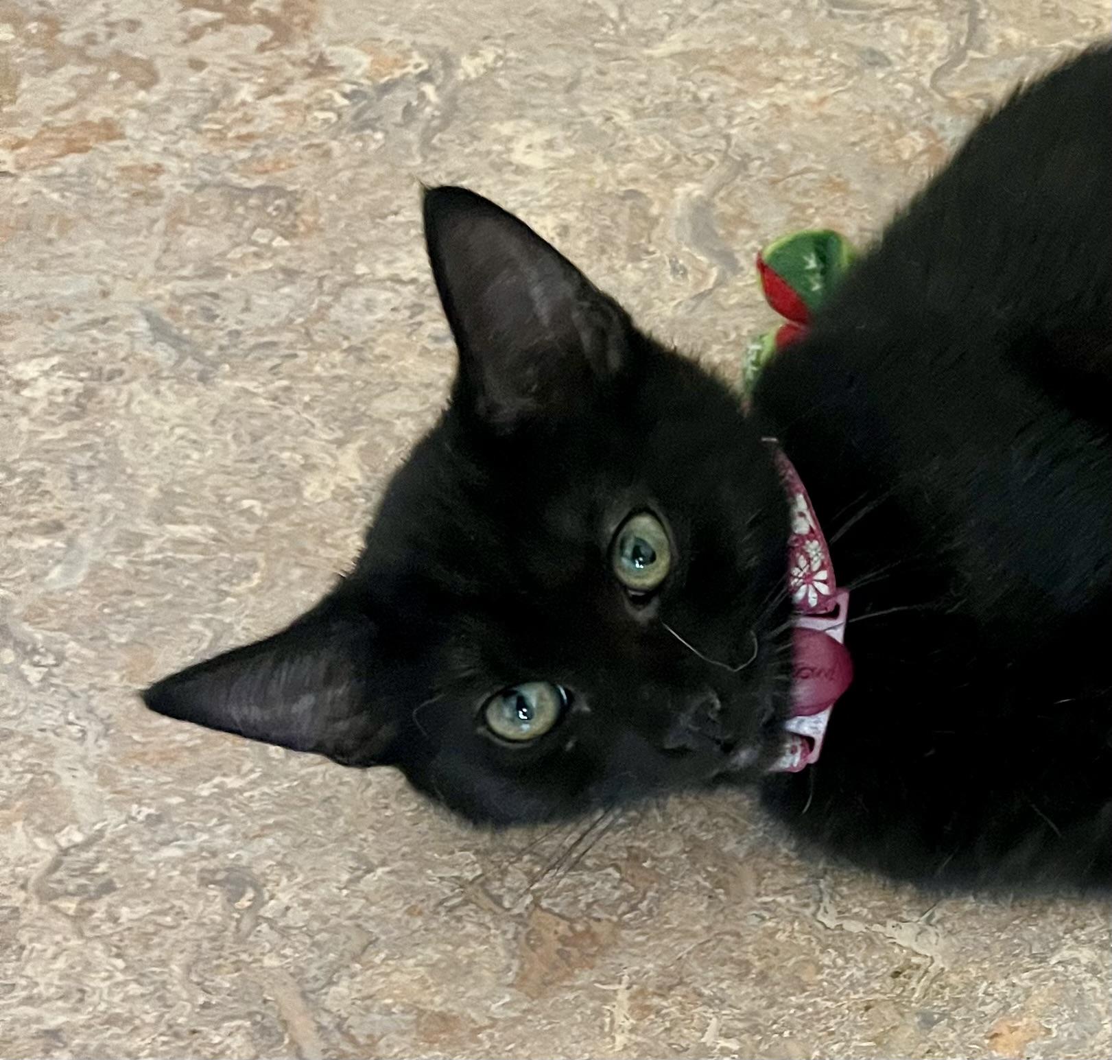 Enlarge Lola, a Adoptable Domestic Short Hair in Lancaster, CA image 6/6