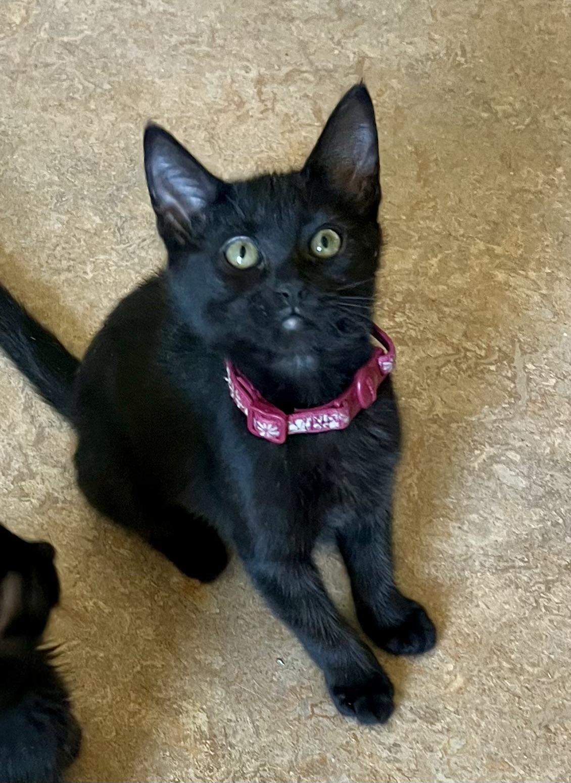 Lola, a ADOPTABLE Domestic Short Hair in Lancaster, CA image 6/6