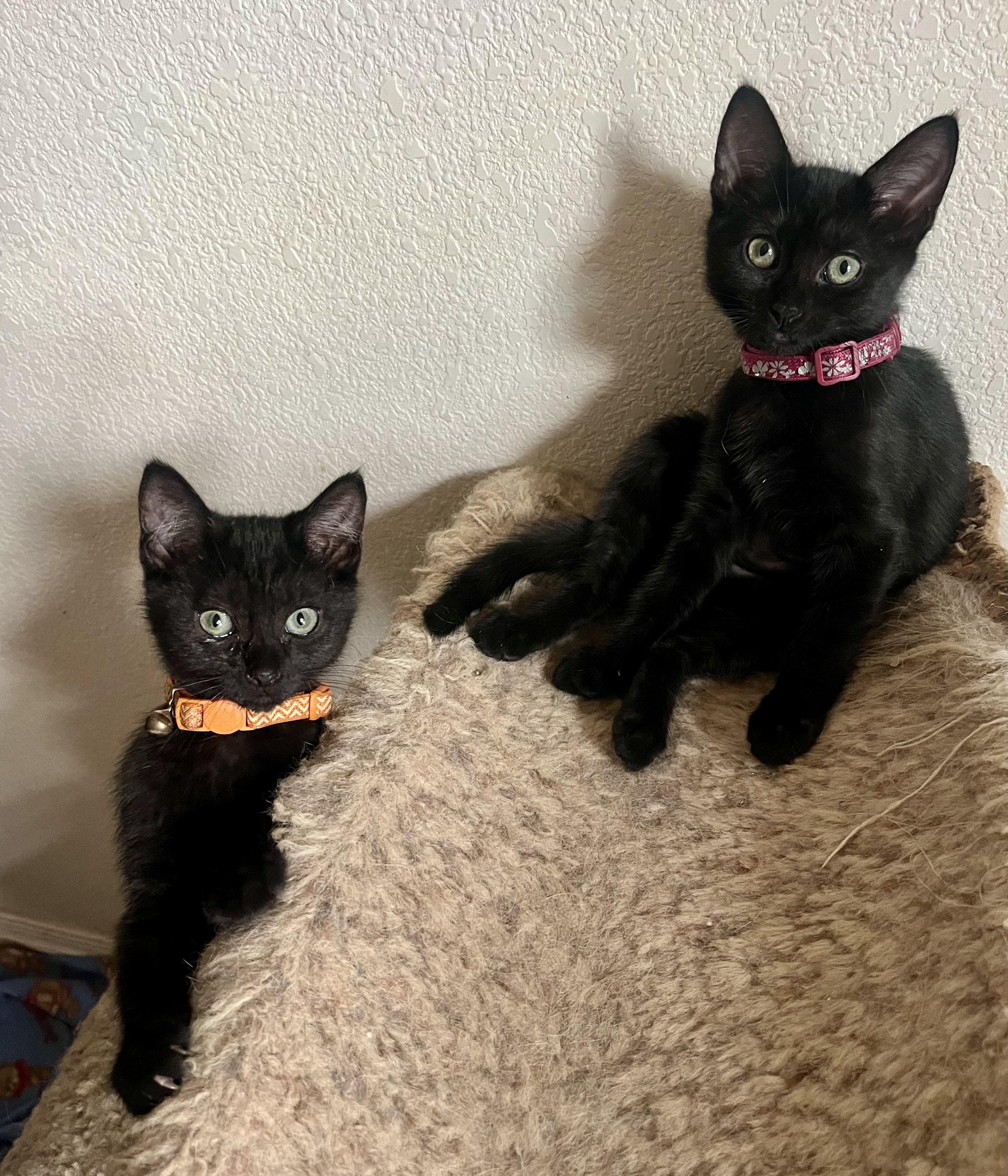 Lola, a ADOPTABLE Domestic Short Hair in Lancaster, CA image 4/6