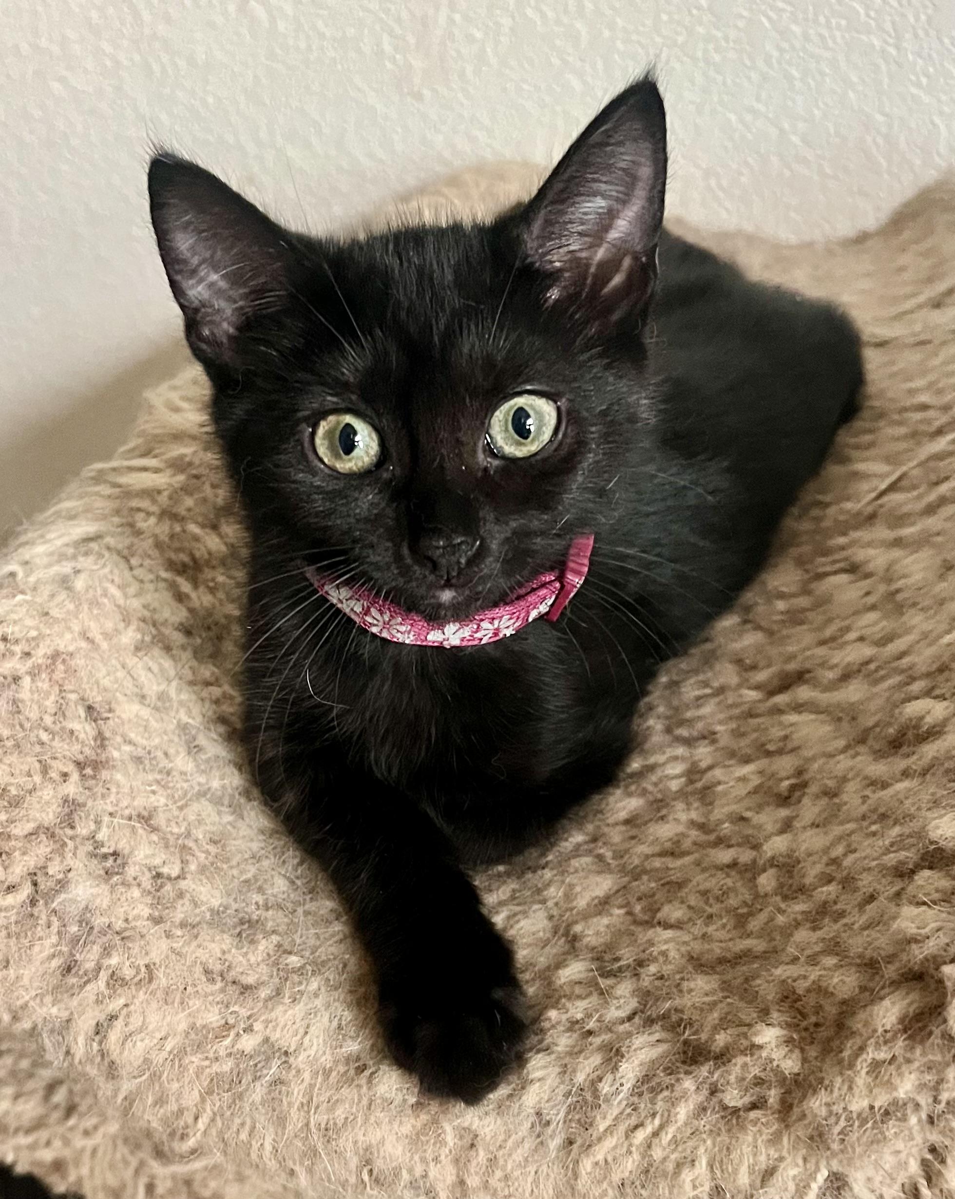 Lola, a ADOPTABLE Domestic Short Hair in Lancaster, CA image 1/6