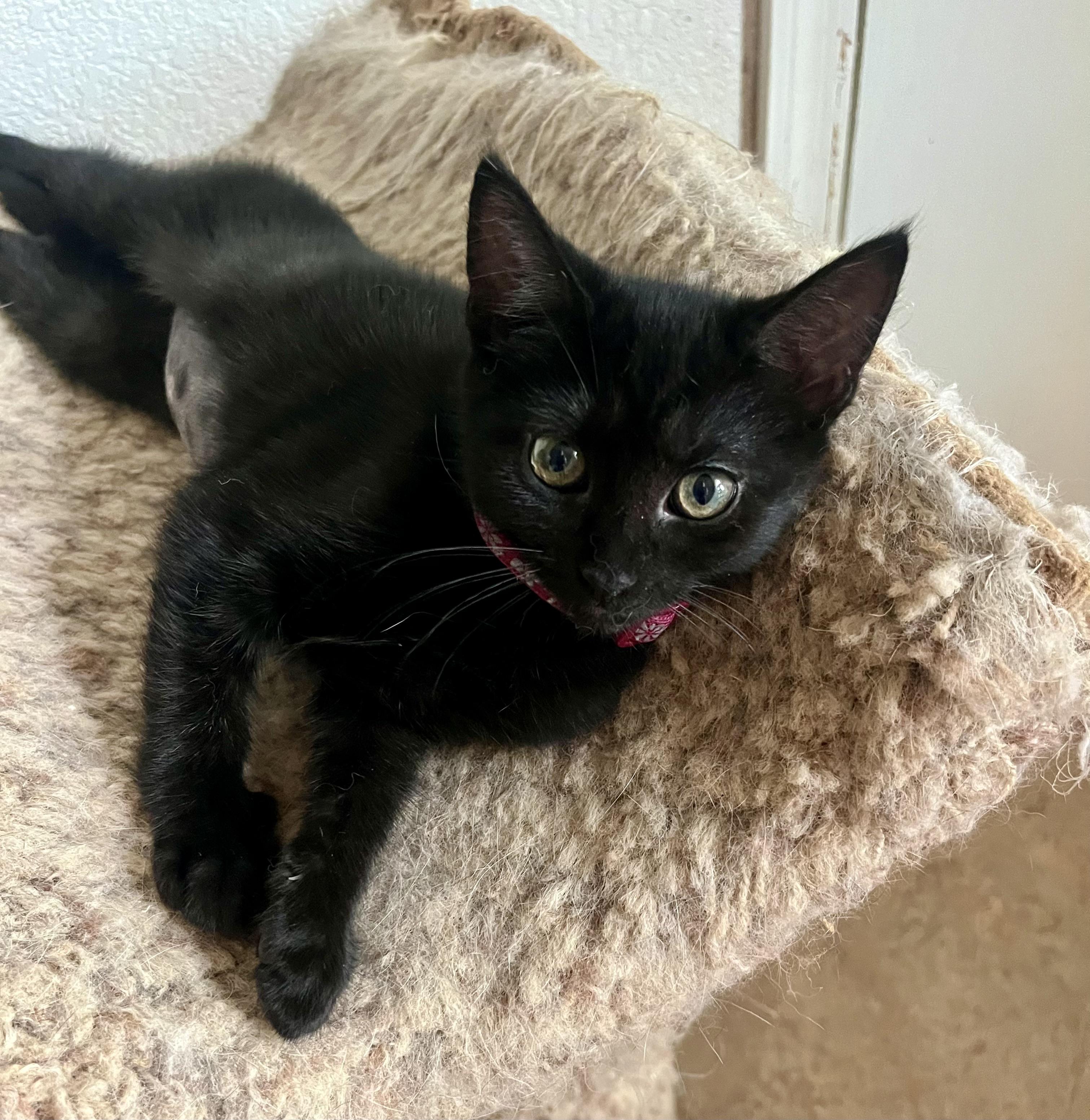 Lola, a ADOPTABLE Domestic Short Hair in Lancaster, CA image 5/6