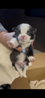 Enlarge Sawyer, an adopted mixed breed in Madras, OR image 2/2