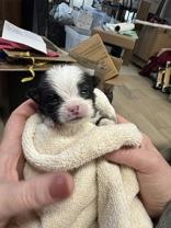 Sawyer, adopted, Puppy Male Chihuahua.