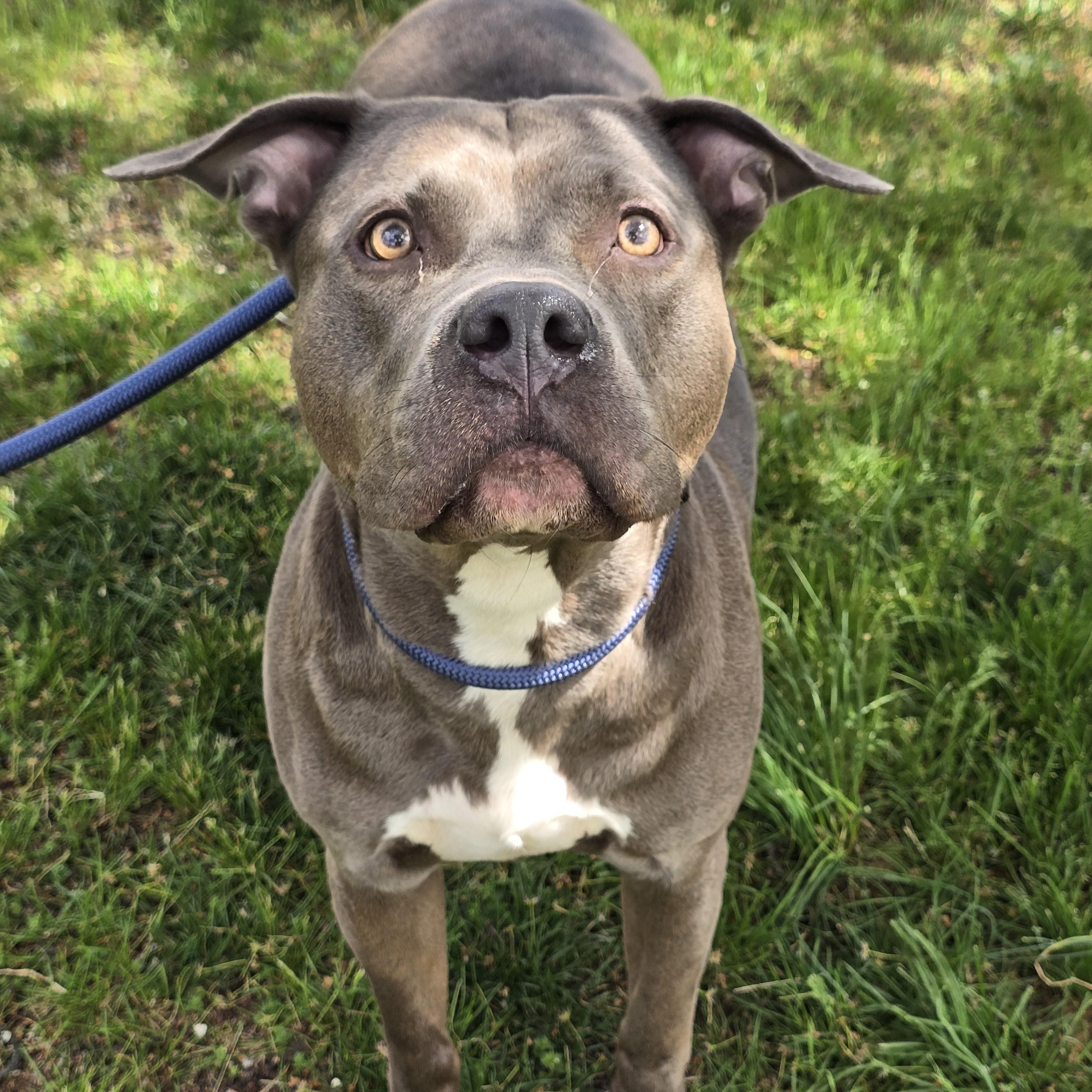 Enlarge Sasha, a Adoptable mixed breed in Edison, NJ image 1/1