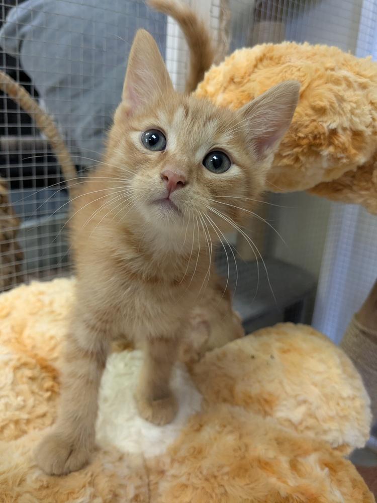 Enlarge Haku, a Adopted Domestic Short Hair in Yuma, AZ image 1/1